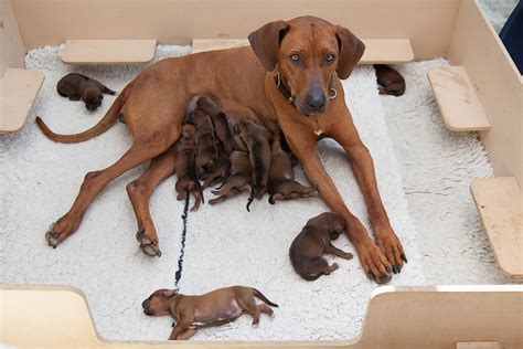 Rhodesian Ridgeback Puppies | Dorset Rhodesian Ridgeback Breeder