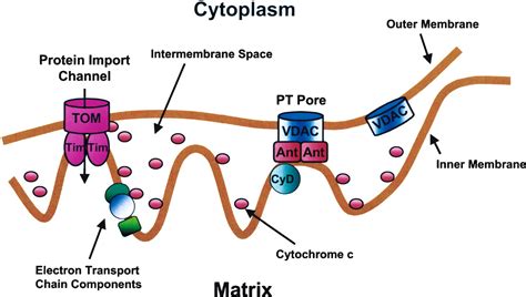 Mitochondria: Cell