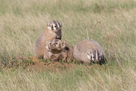 American Badger Cubs And Their Mother Photograph by Tony Hake - Pixels