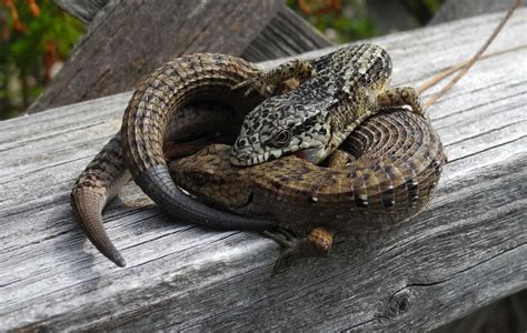 Mating Northern Alligator lizards, as photographed by Mary Sue Ittner ...