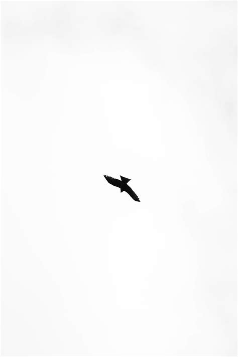 HD wallpaper: black bird illustration, flying, animal, accipiter ...