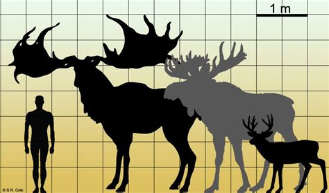 Irish elk (Megaloceros giganteus) vs Moose (Alces alces) vs White ...