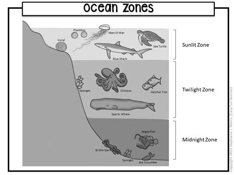 Ocean Zones Diagram | Made By Teachers