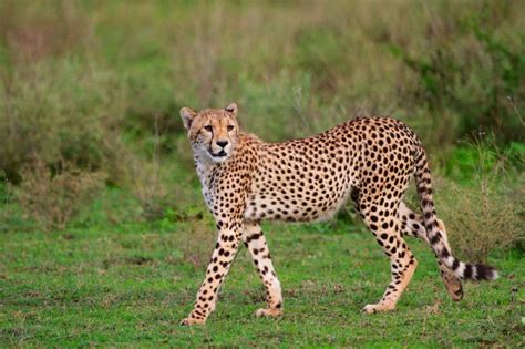 Cheetah (Acinonyx Jubatus) - Lifestyle, Diet, and More - Wildlife Explained