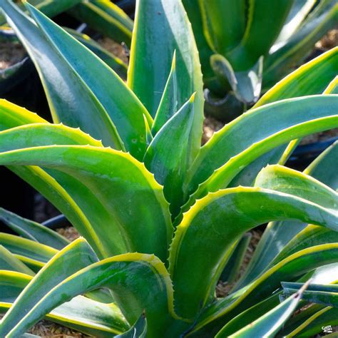 Variegated Smooth Agave — Green Acres Nursery & Supply