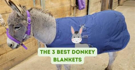 The 3 Best Donkey Blankets To Keep Your Donkey Warm