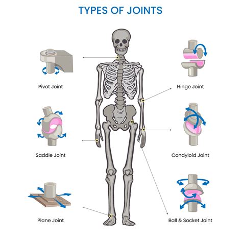 Pivot Joint Diagram