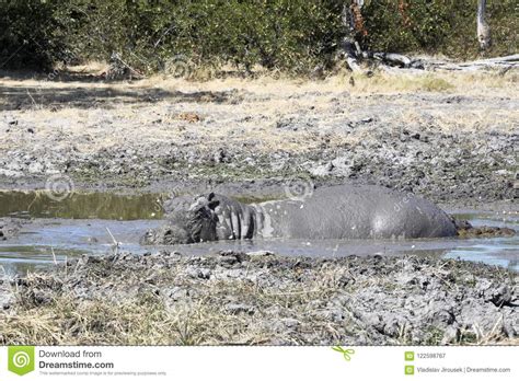 Hippopotamus Male, Hippopotamus Amphibius Covered with Mud Moremi ...