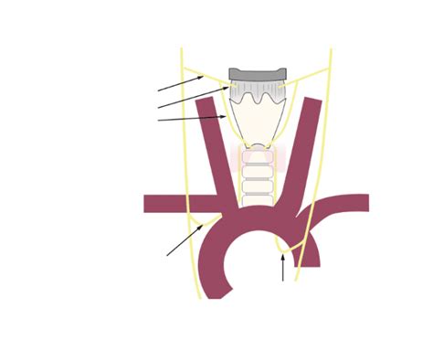 Upper Airway Innervation Quiz