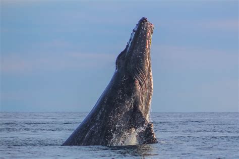 Humpback Whales are Back - Cabo Whale Trek