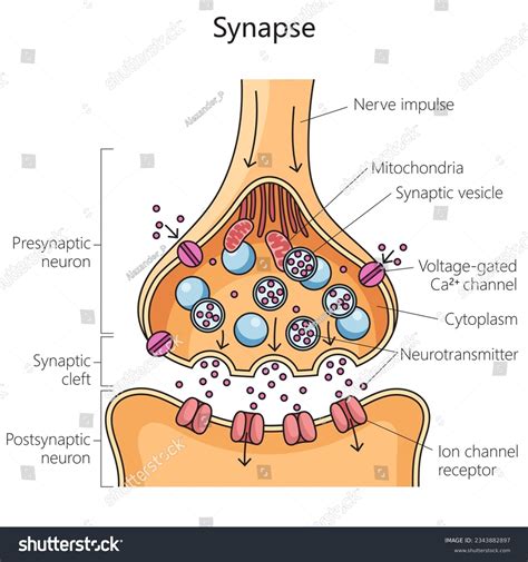 7 Nerve Cell Microscope Labels Images, Stock Photos, 3D objects ...