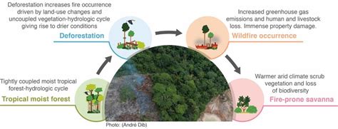 Cascade effects of deforestation and fire in tropical moist forests ...