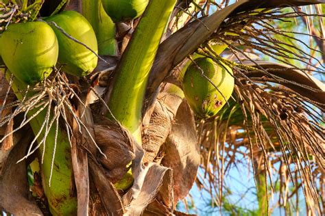 7 Best Coconut Tree Varieties to Grow in Your Garden or Backyard