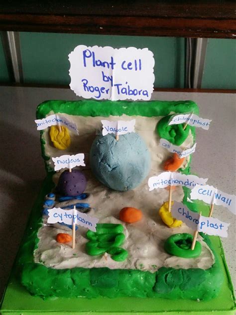 Plant cell model in clay | Cells project, Plant cell model, Cell model