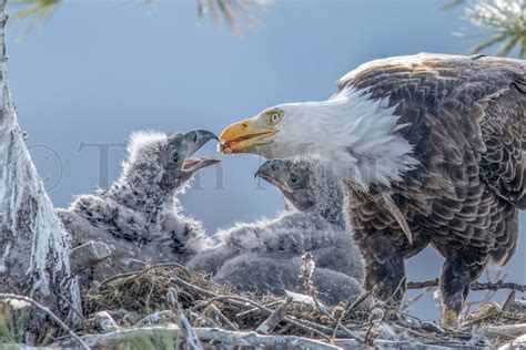 Bald Eagle Feeding Chicks – Tom Murphy Photography