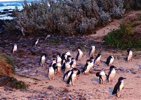 Guide to Phillip Island Penguin Parade with Kids - The Kid Bucket List