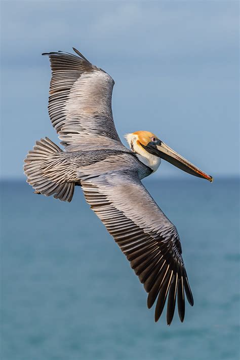 Flying Pelican – Photography by Mark H. Brown