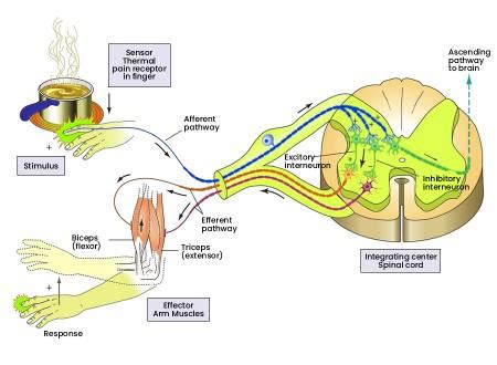 Somatic Nervous System - Definition, Functions, Examples, & Disorders