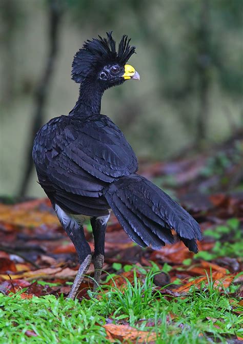 Details : Great Curassow - BirdGuides