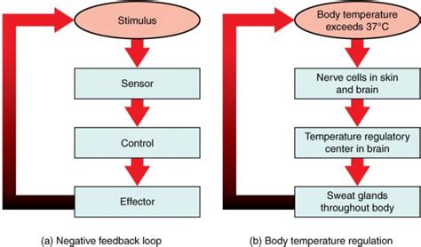 Positive Feedback Loop Examples | Science Trends