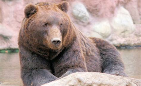 Russian Bears and Where to Find Them