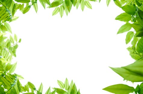 Leaf border png, Leaf border png Transparent FREE for download on ...