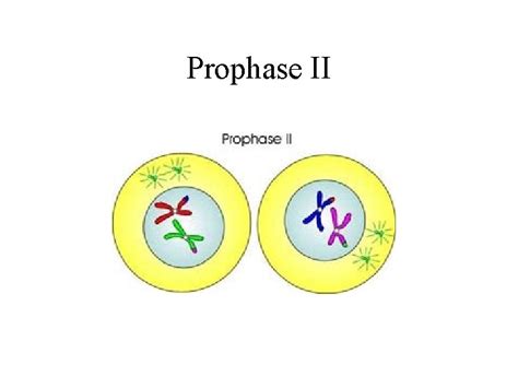 Meiosis A type of cell division that results