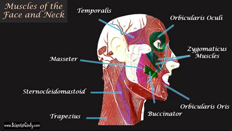 Head And Neck Muscle Diagram - Location of trigger points in the head ...