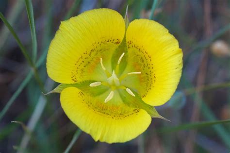 Yellow Mariposa Lily Calochortus Luteus Seeds | Etsy