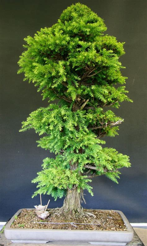 Japanese cedar bonsai | John Milton Bonsai | Bonsai tree, Bonsai seeds ...