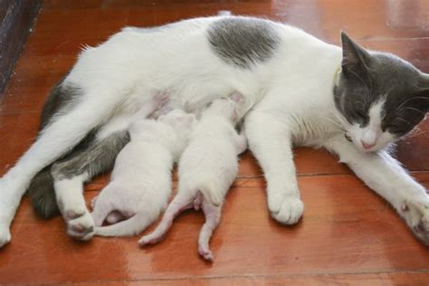 How to Take Care of Newborn Kittens & a Mother Cat | Animals - mom.me