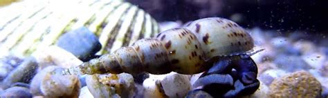 Malaysian Trumpet Snail Guide | Caring & Information - Aquariuminfo.org