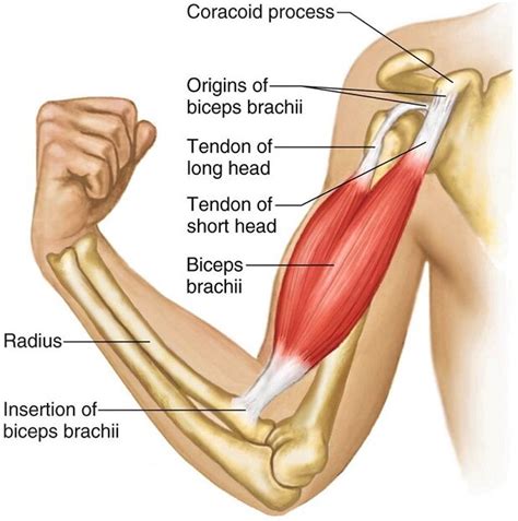 Bicep Muscles Anatomy