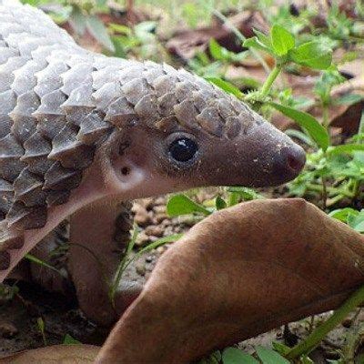 True Facts About Anteaters And Pangolins – In the latest episode of Ze ...