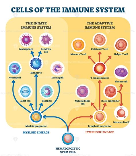 Diagram Immune System Cells Immune Cells System Brittany