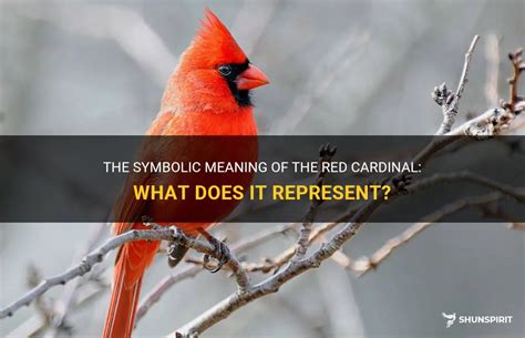 The Symbolic Meaning Of The Red Cardinal: What Does It Represent ...