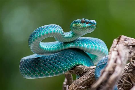 Blue Serpent - campestre.al.gov.br