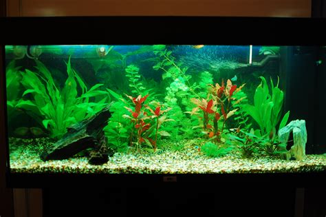 aquarium advice | Freshwater Aquarium Talk