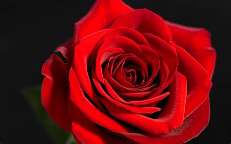 25+ Lovely and Beautiful Red Rose Pictures For Valentines ...