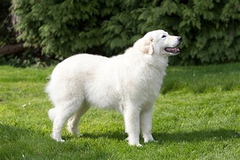 Maremma Sheepdog | Breeds A to Z | The Kennel Club