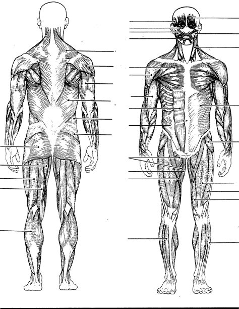 Muscles Of The Body Diagram Blank