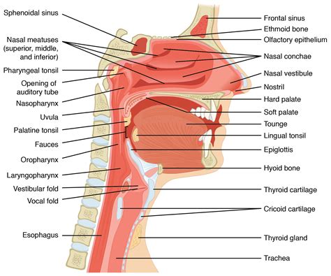 File:2303 Anatomy of Nose-Pharynx-Mouth-Larynx.jpg - Wikimedia Commons