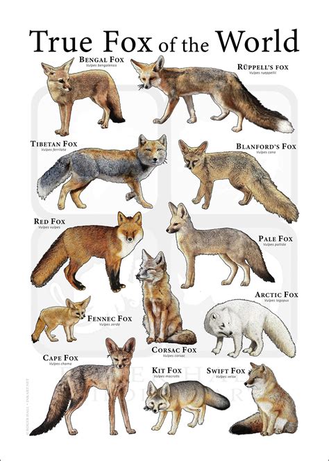 True Foxes of the World Poster Print - Etsy Canada | Fox species ...