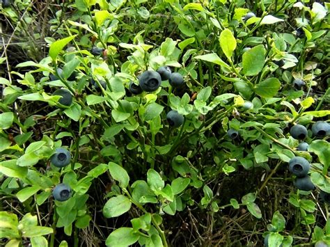 Bilberry, Blaeberry, Whortleberry, Whinberry, Windberry, Myrtle Berry ...