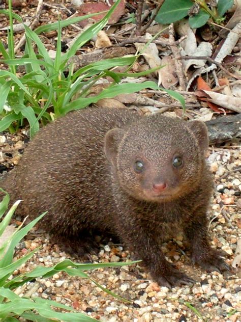 Kathryn's Wild Animals: Life Cycle of Baby Egyptian Mongoose.