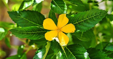 Damiana: An Ancient Aphrodisiac