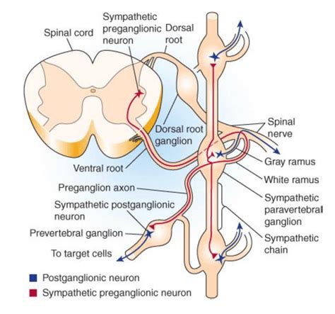 Week 3 Physiology | ERexam