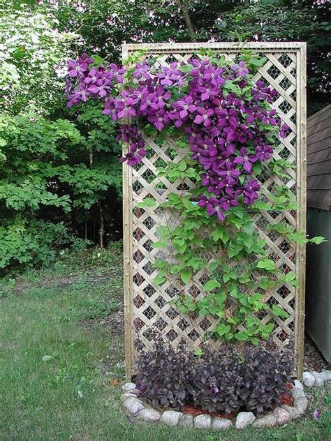 Clematis filled trellis Garden Vines, Garden Trellis, Shade Garden ...