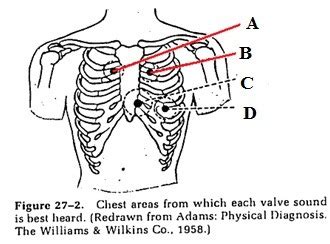 Precordium and Auscultation Flashcards | Quizlet