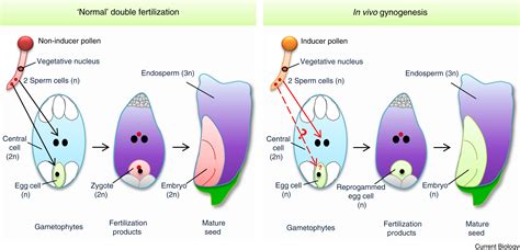 Haploid induction in plants: Current Biology